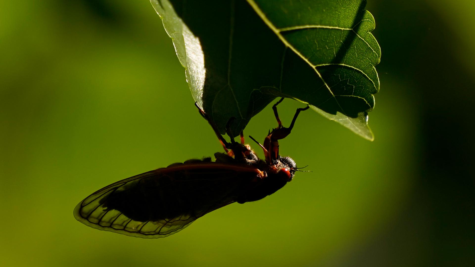 Two periodical broods that haven't synced up since 1803 are giving biologists across the region a chance to conduct additional research into these noisy bugs.