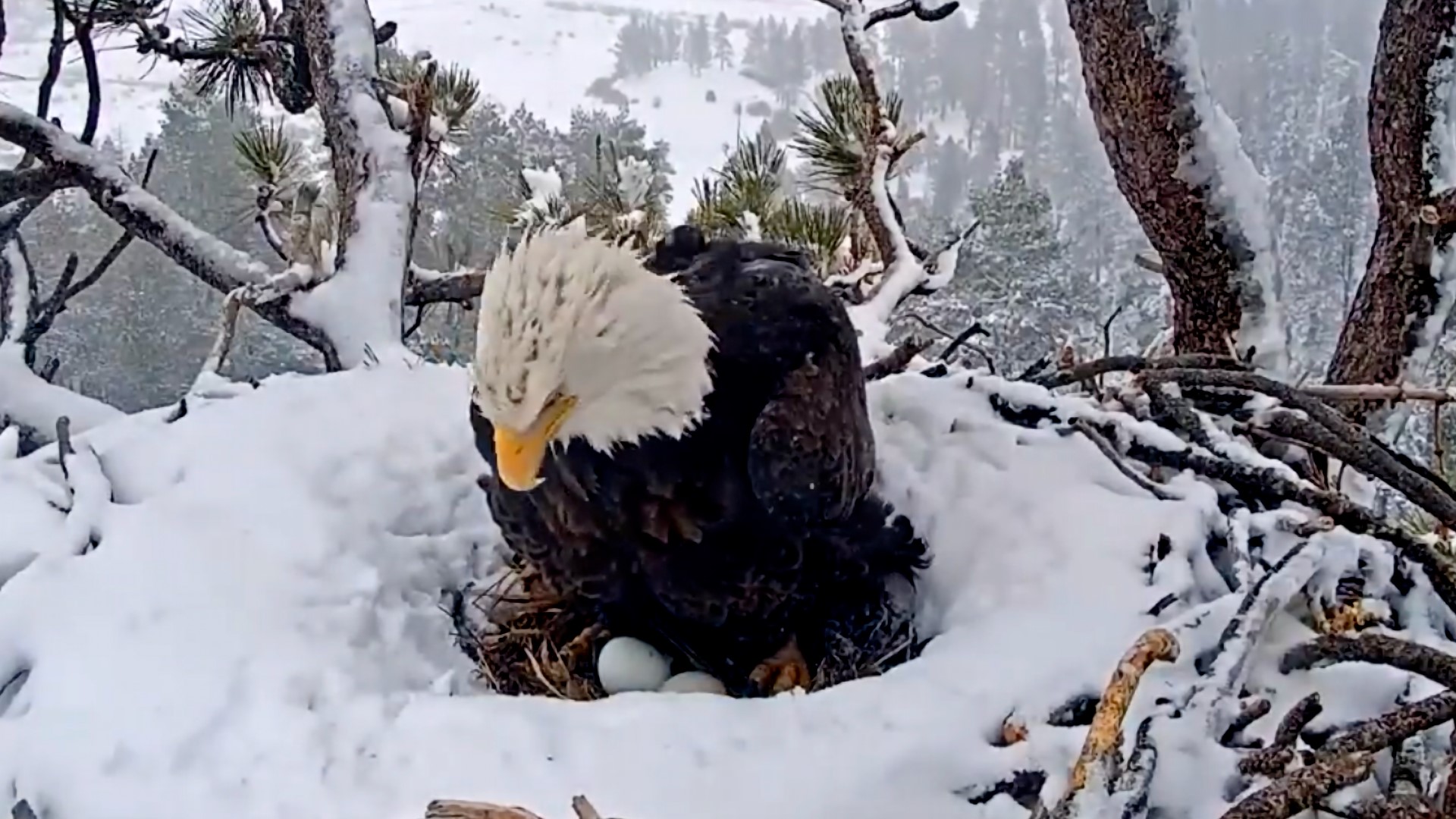 big-bear-eagle-nest-cam-watch-live-10tv