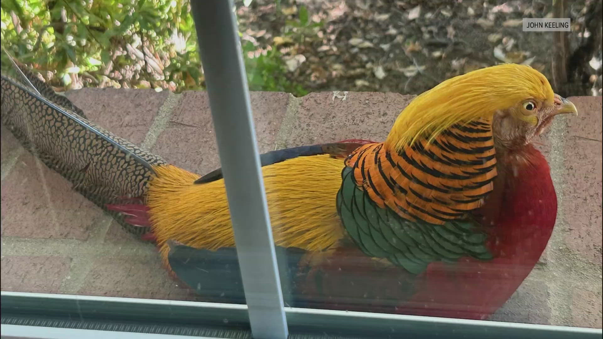 After eight or nine journeys to capture the bird and bring him home, Rick and Mary Clark finally caught Boaz in an Empire Ranch garage.