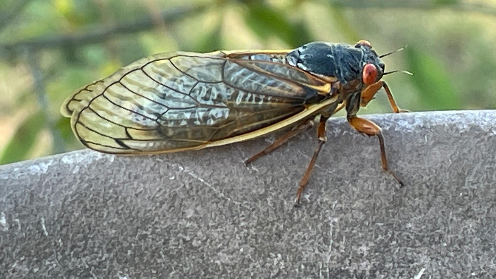 How to protect your yard, garden as cicada broods emerge