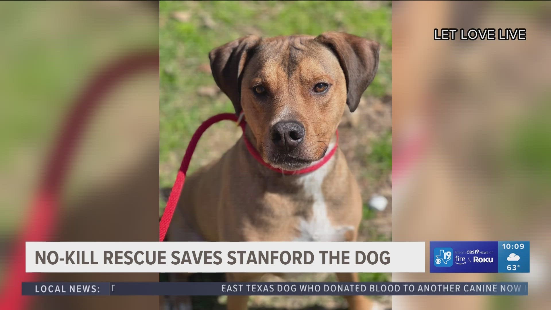Stanford the dog now has a second chance at life after being rescued by Let Love Live.
