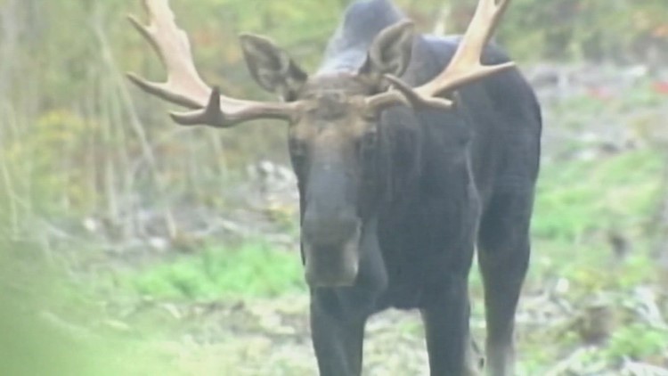 Moose killed by vehicle in Hartland