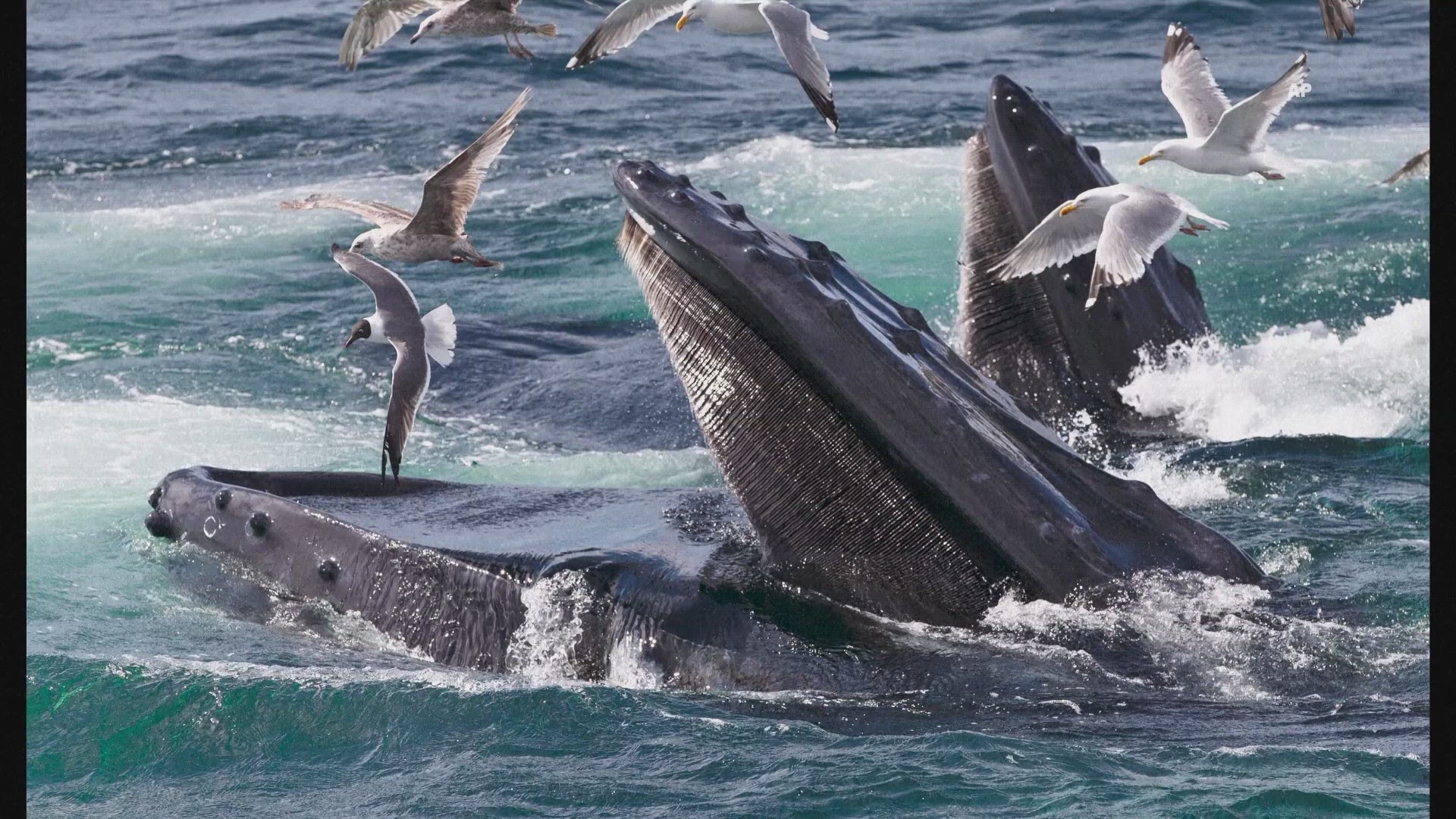 Whale songs are so loud that the sound travels through the ocean.