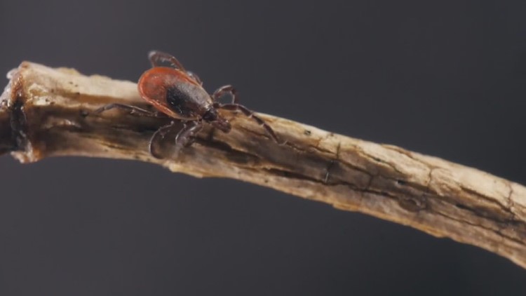 Franklin County residents reminded to be on the lookout for ticks