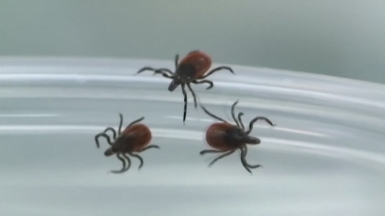 What a tick bite could mean: From Lyme disease to rare viruses