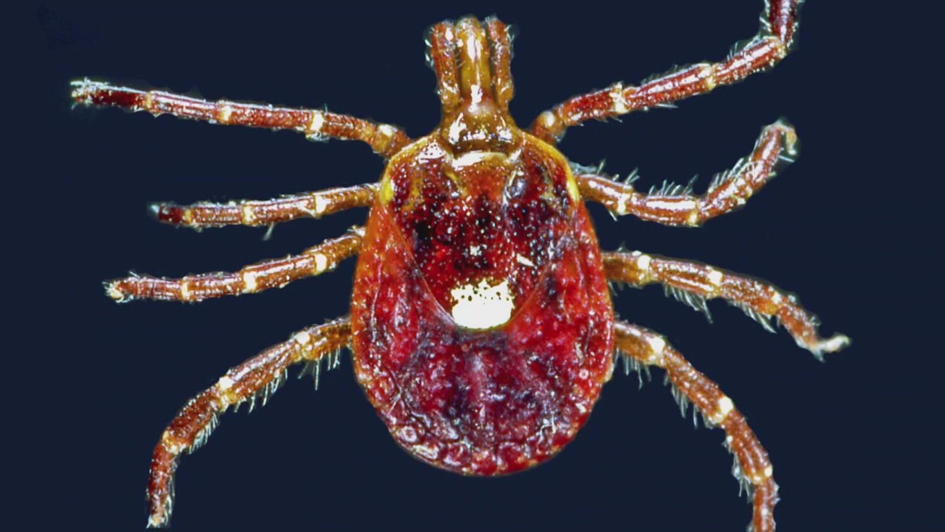 Trigged by a bite from the Lone star tick, AGS can cause allergies to meat, including beef, pork, and lamb.