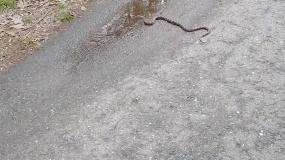 Man bitten more than fifty times by snake - Vimarsana News