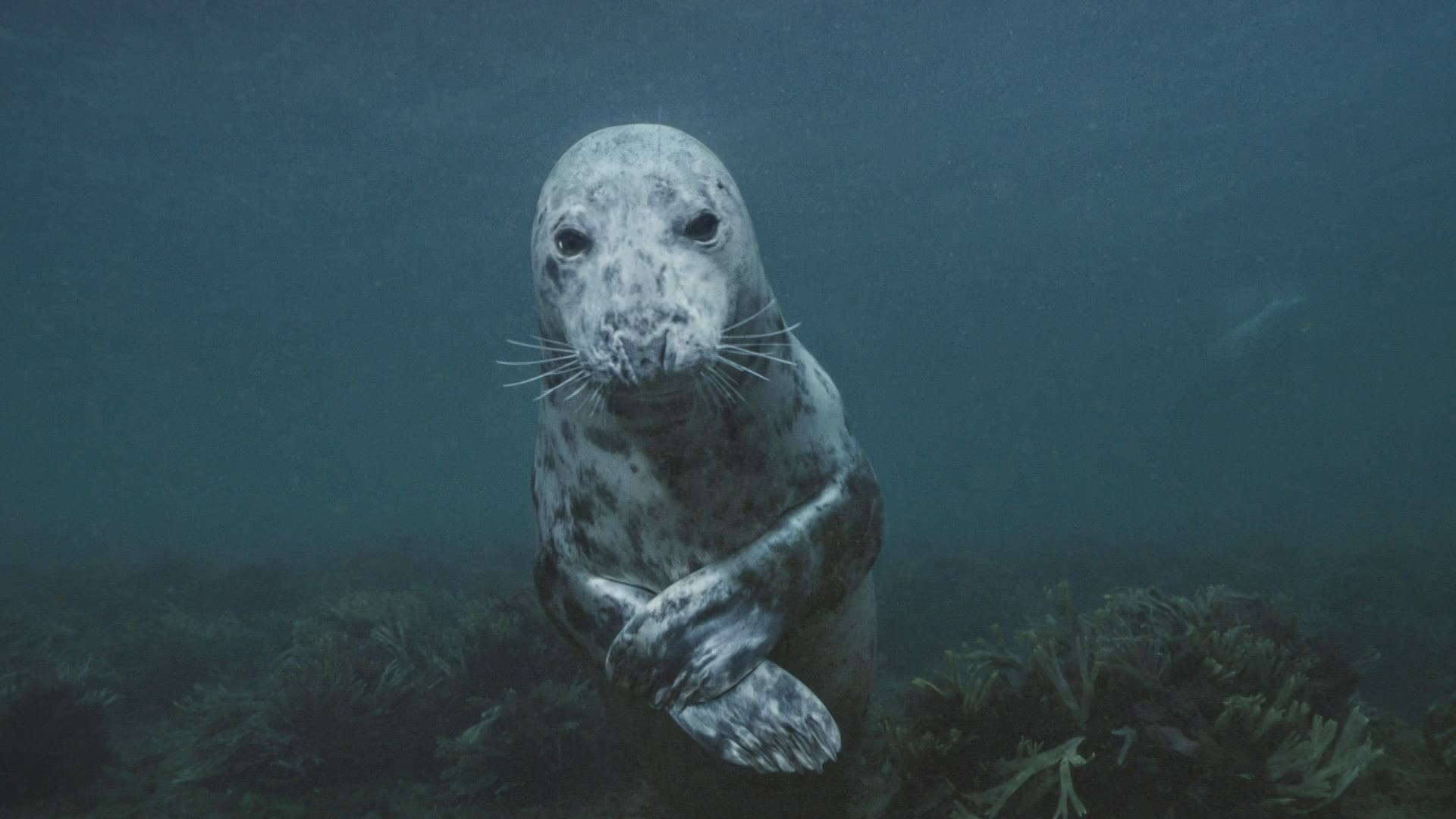 Mainer Brian Skerry has spent his career capturing underwater images for National Geographics.