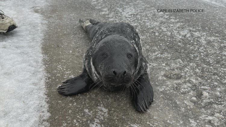 Seal takes grand tour of Maine town during Monday storm