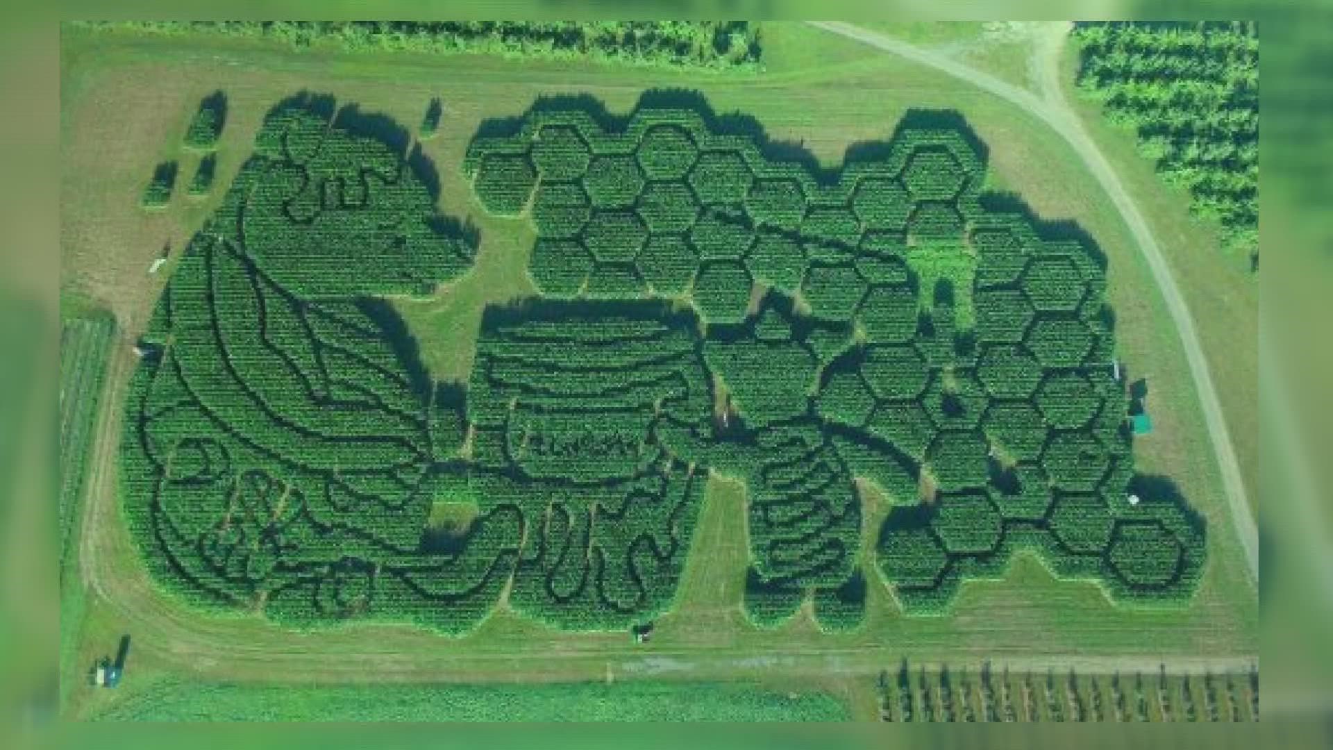 Treworgy Family Orchards in Levant has been nominated for the USA Today Best Corn Maze title for the last five years. This year, they won.