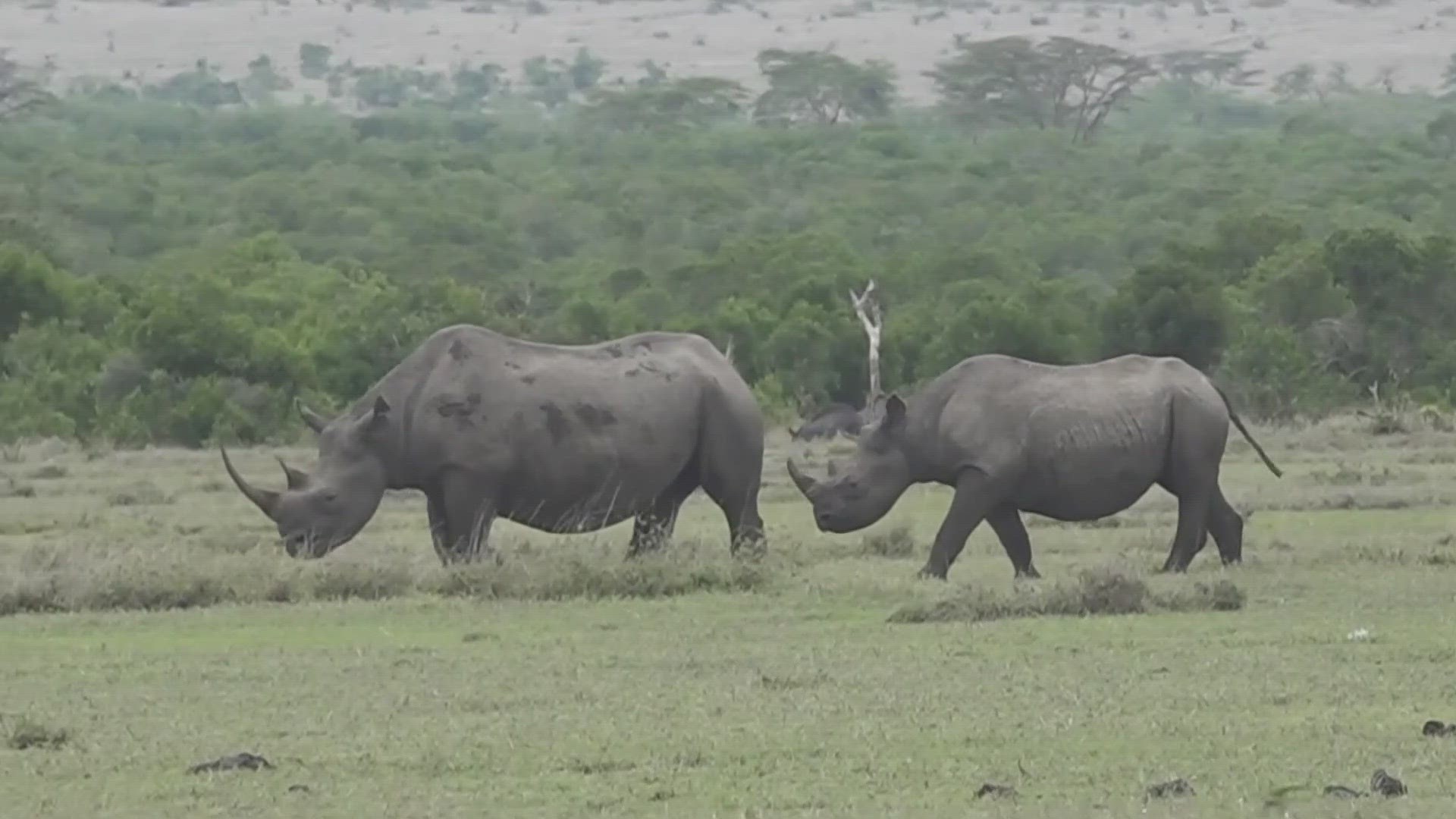 Back in the 1980's, Kenya's black rhino population fell below 300 due to poaching.