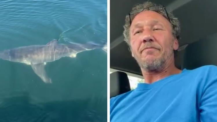 Maine lobsterman captures rare encounter with great white sharks