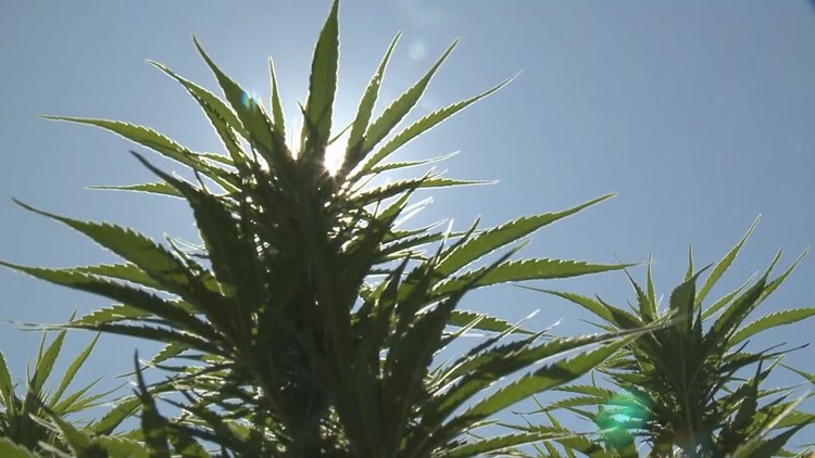NC governor signs bill that keeps hemp industry lawful