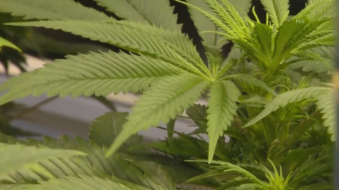 Arkansas could see billions if recreational marijuana was legal - Vimarsana News
