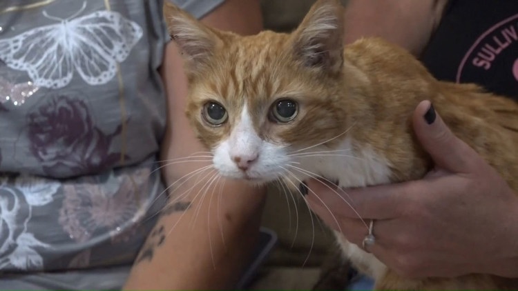 'My childhood best friend': Maine woman reunites with missing cat more than 5 years later