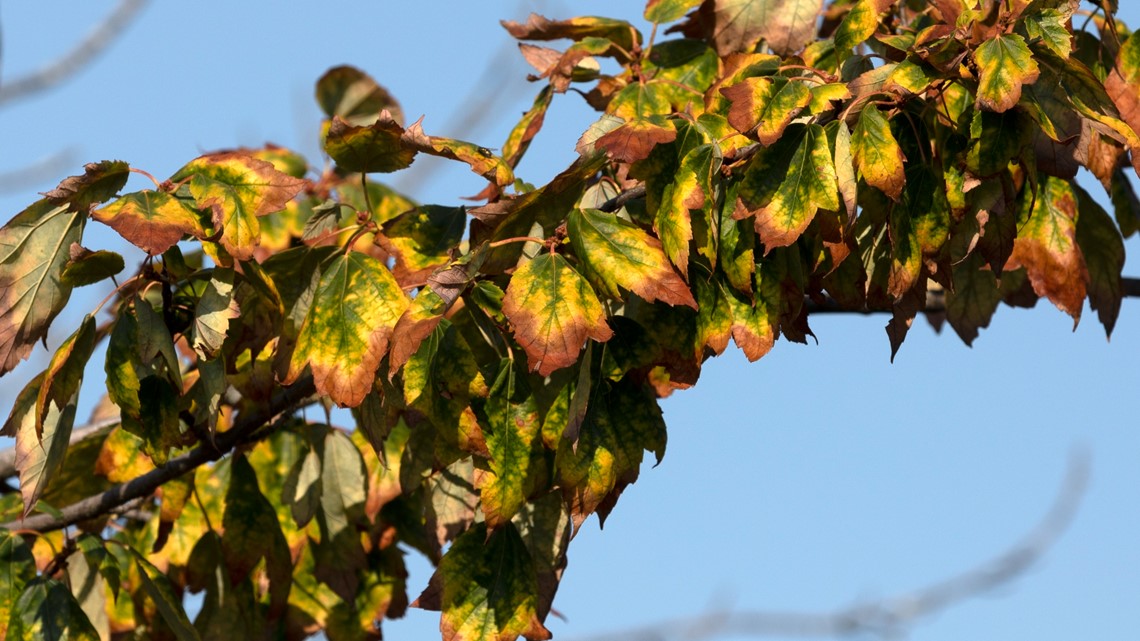 Fall colors may be spotty amid New England drought - Vimarsana News