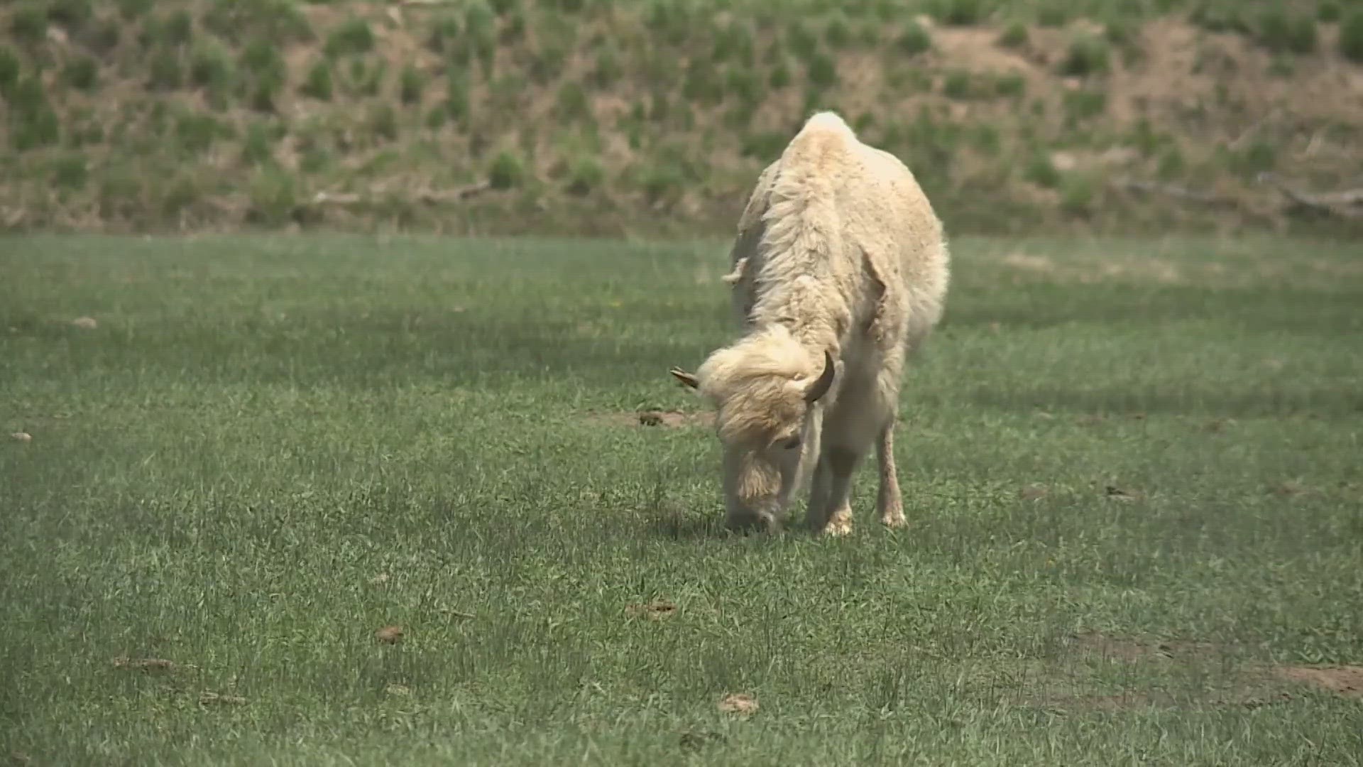 The calf is not an albino which would have been extremely rare.