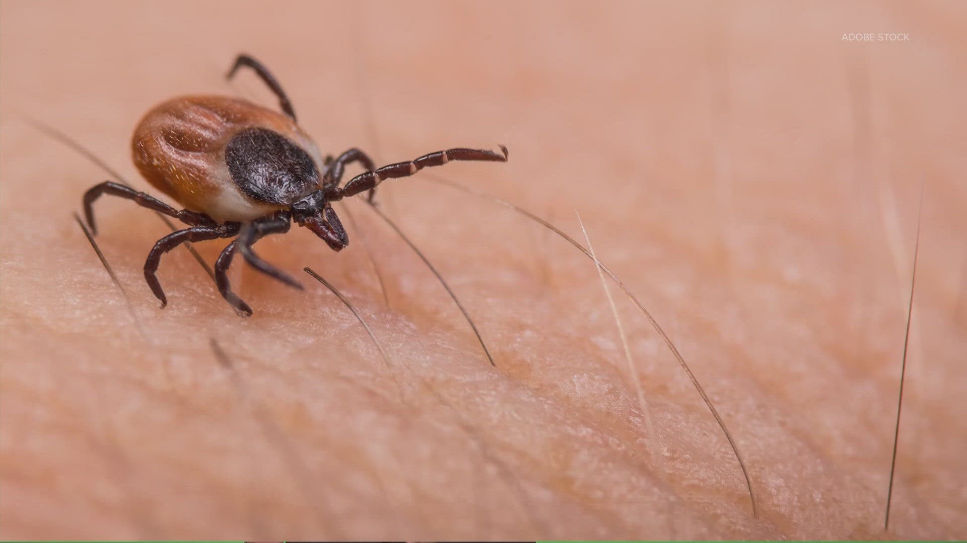With the weather warming more every year, experts say tick season can happen earlier and earlier.