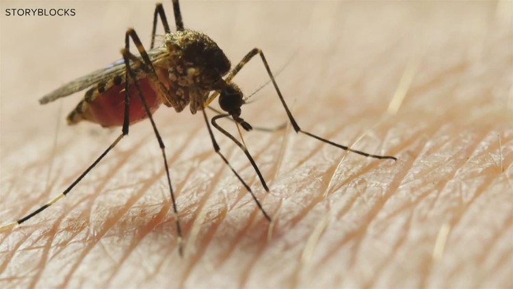 Reportan primera muerte relacionada con el Virus del Nilo Occidental en el condado Adams