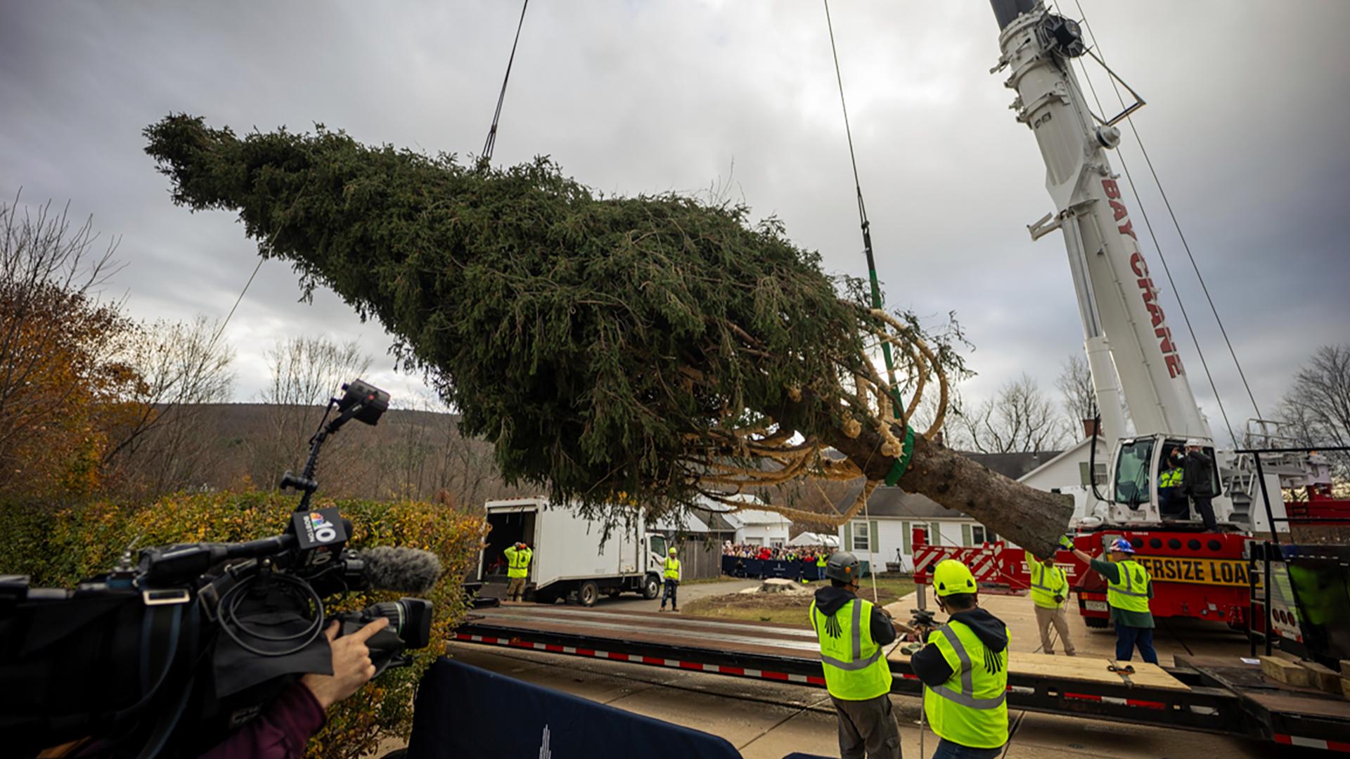 The 74-foot tall tree weighs 11 tons.