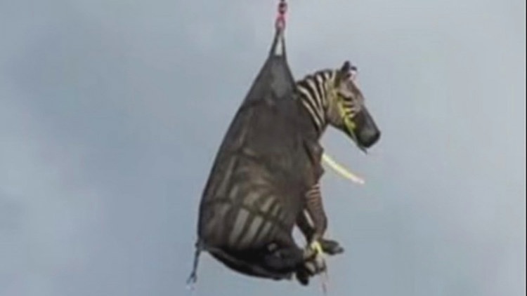A runaway pet zebra has been captured