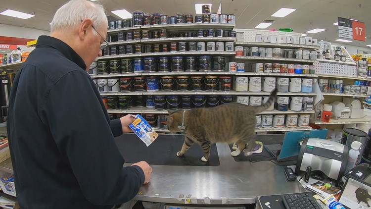 Meet Daniel, a celebrity feline who lives at a hardware shop