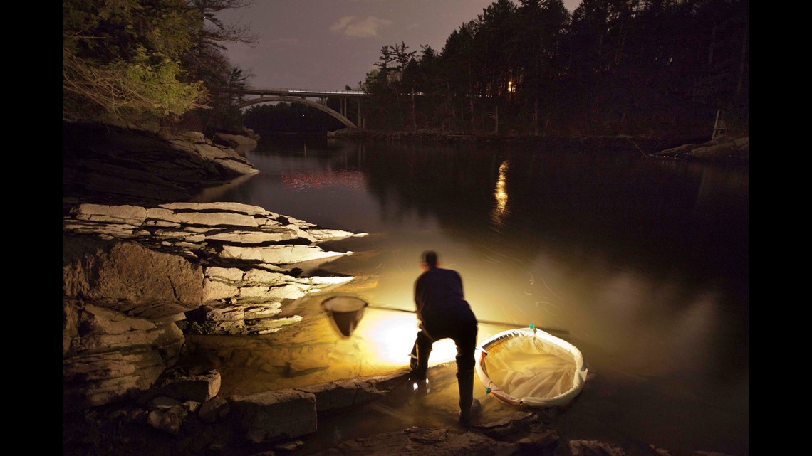 Elver fishing remains highly lucrative in Maine - Vimarsana News