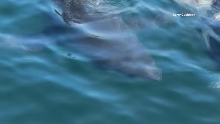 Lifeguard survives after great white shark pulls him underwater off coast of Maine