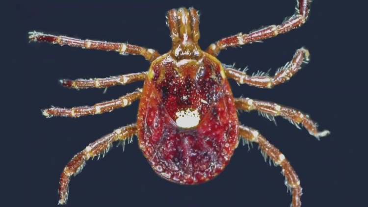This tick-borne illness makes you allergic to red meat, and it's spreading across the US