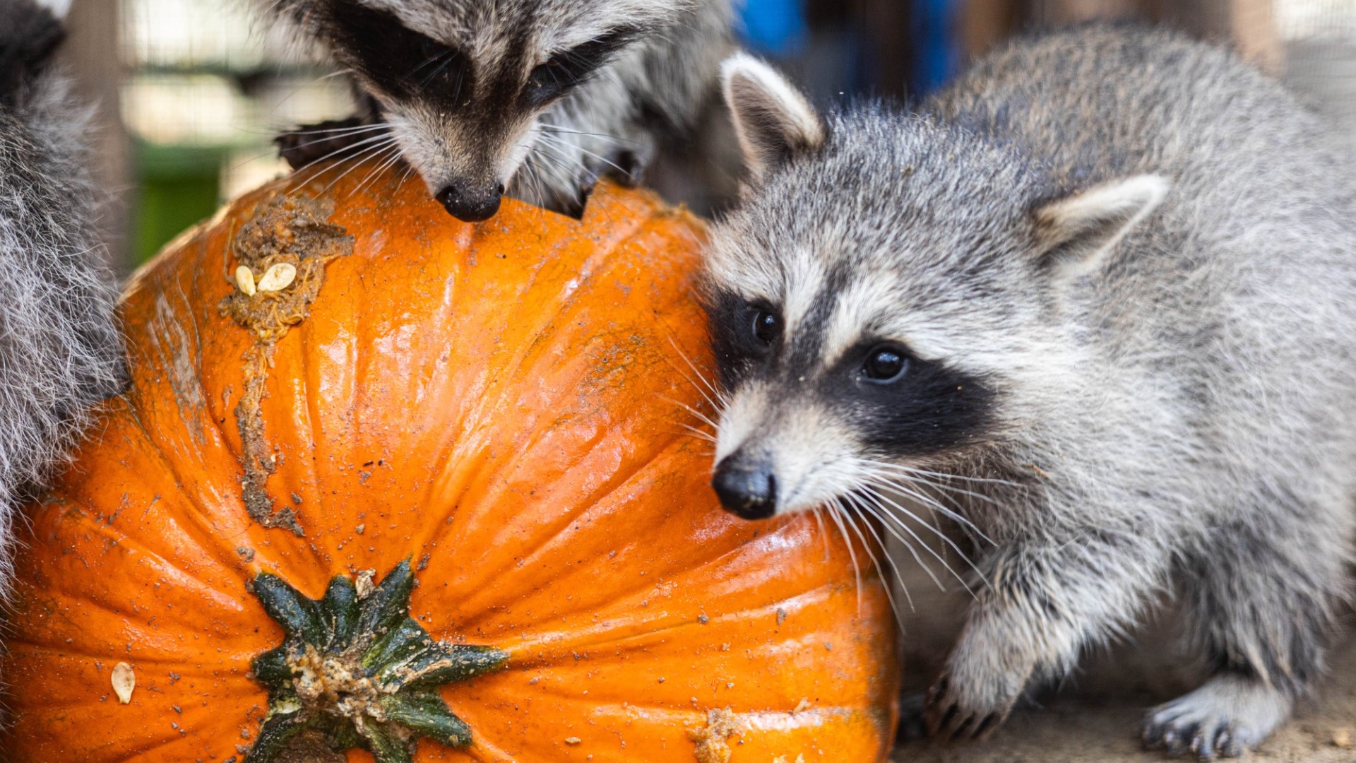 Here are some helpful tips on repurposing your old Halloween pumpkins.