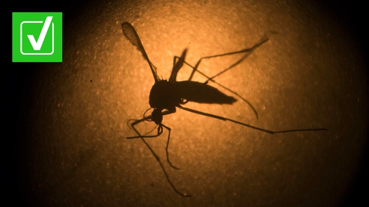 Yes, genetically modified mosquitoes do exist, but they don&rsquo;t bite and aren&rsquo;t harmful to humans