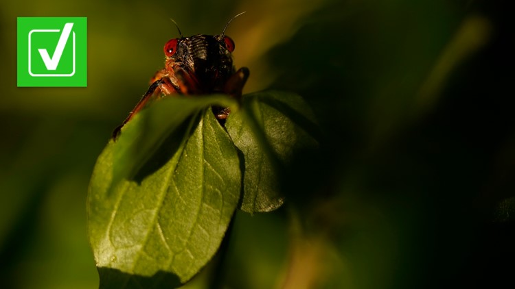 Yes, bodiless &lsquo;zombie cicadas&rsquo; infected by fungus are real