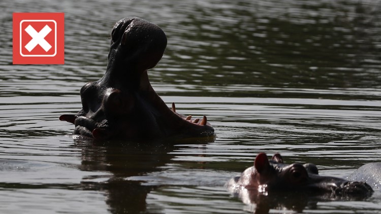 No, hippos are not the deadliest animal in the world