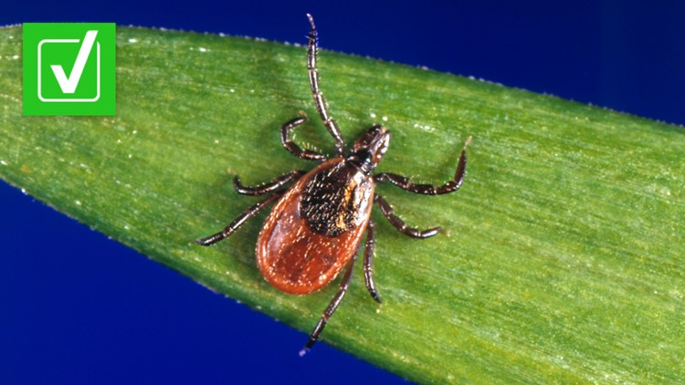Cases of tick-borne Powassan virus have increased in the U.S.