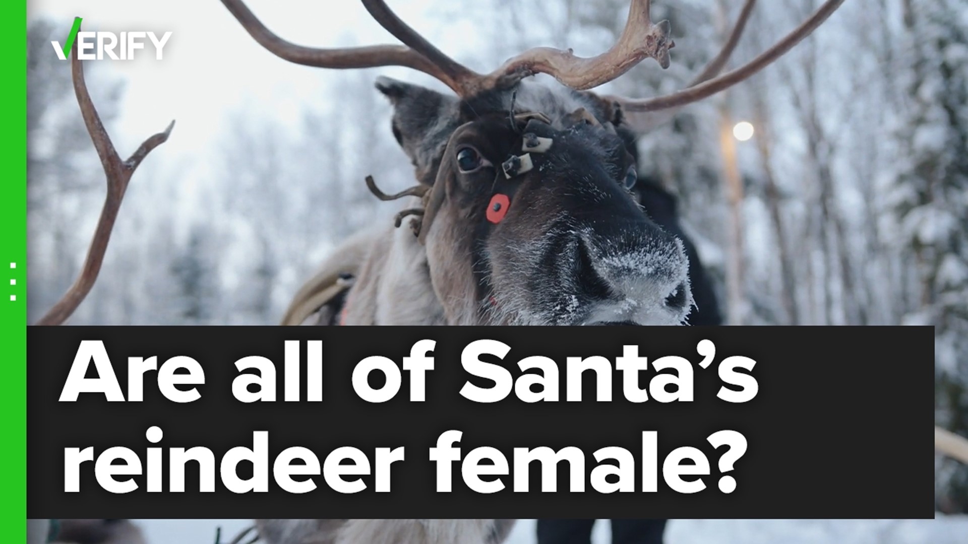 Are all of Santa’s reindeer female?  The VERIFY team looks into this claim.