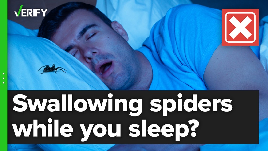 No, people don’t regularly swallow spiders while sleeping | verifythis.com