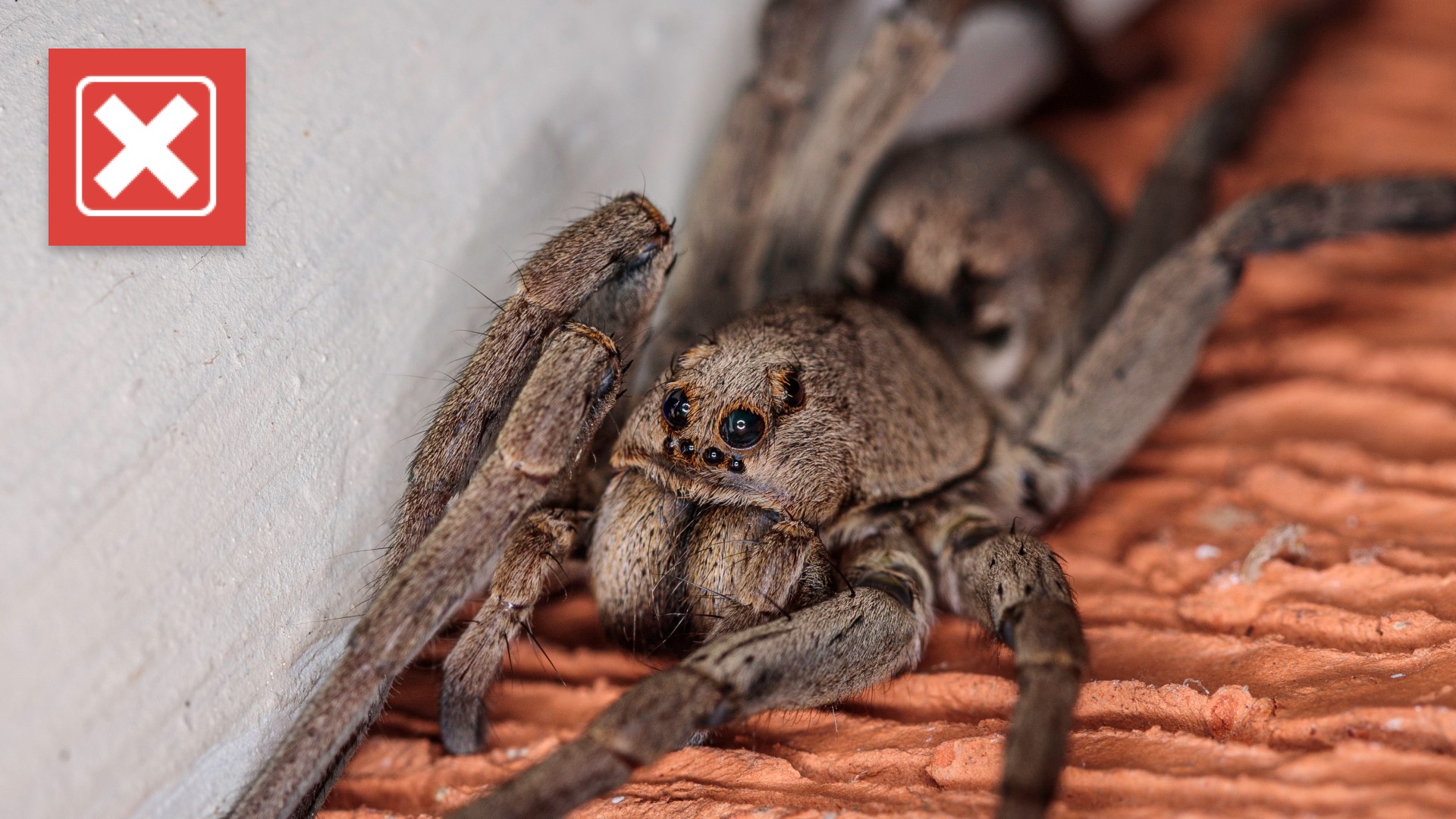 Sephora body lotion won’t attract spiders