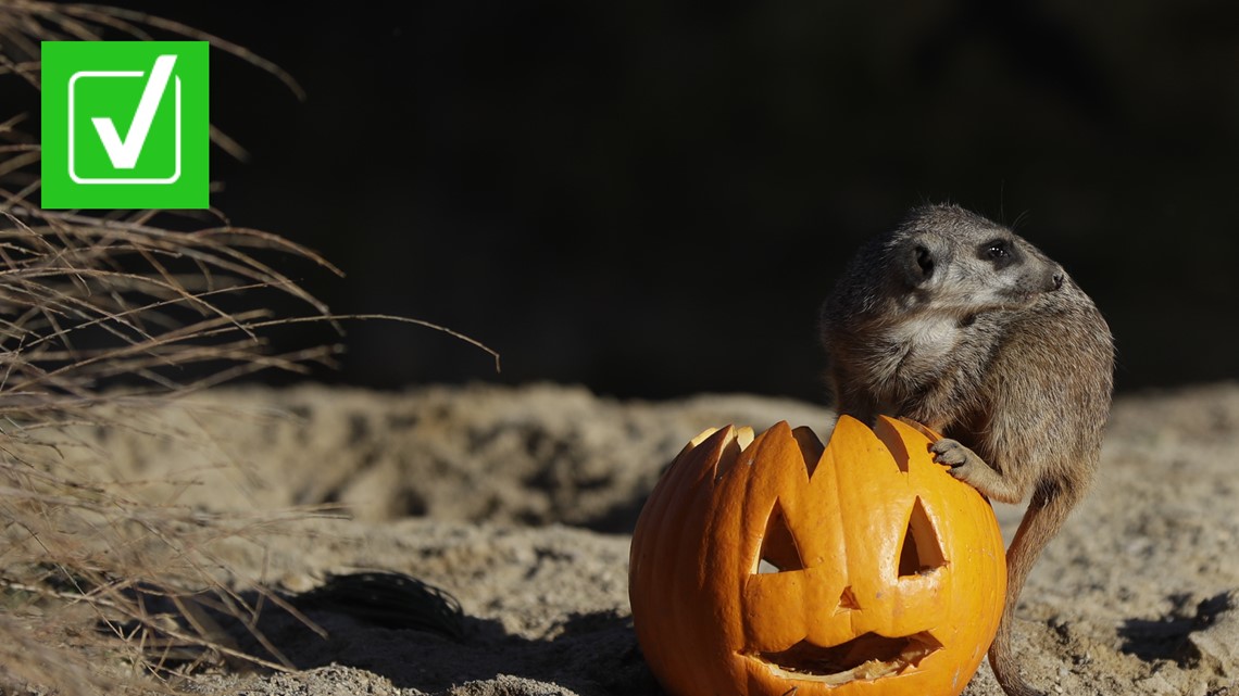 Wildlife can eat discarded pumpkins, but composting is better |  