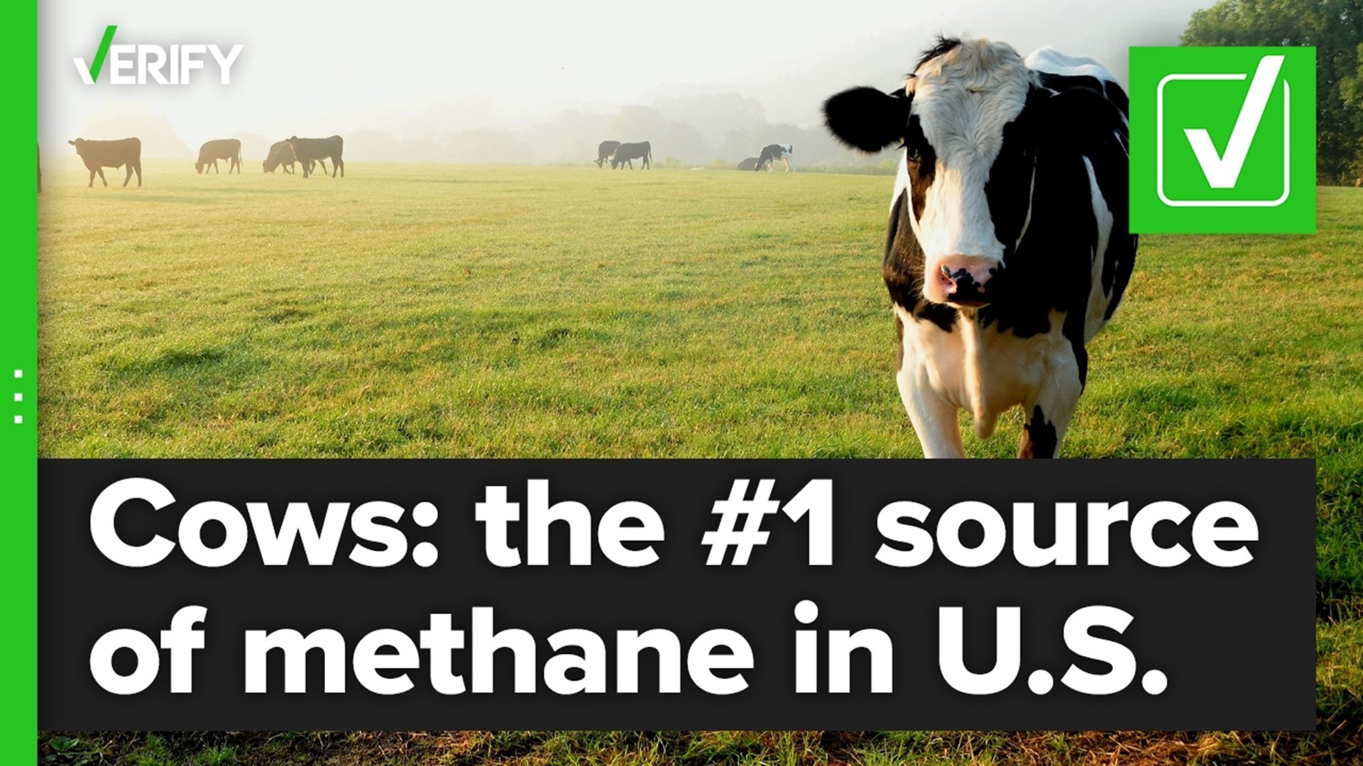 Yes, cattle are the top source of methane emissions in the US |  