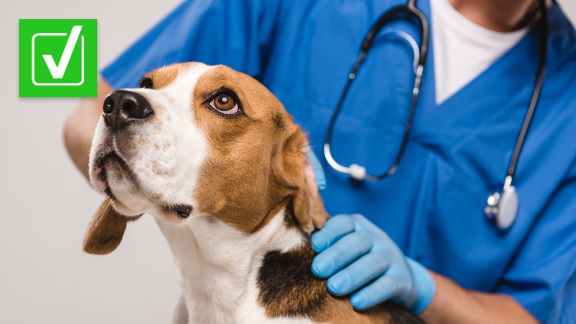 Mysterious dog illness reported in Indiana, no cases in Kentucky
