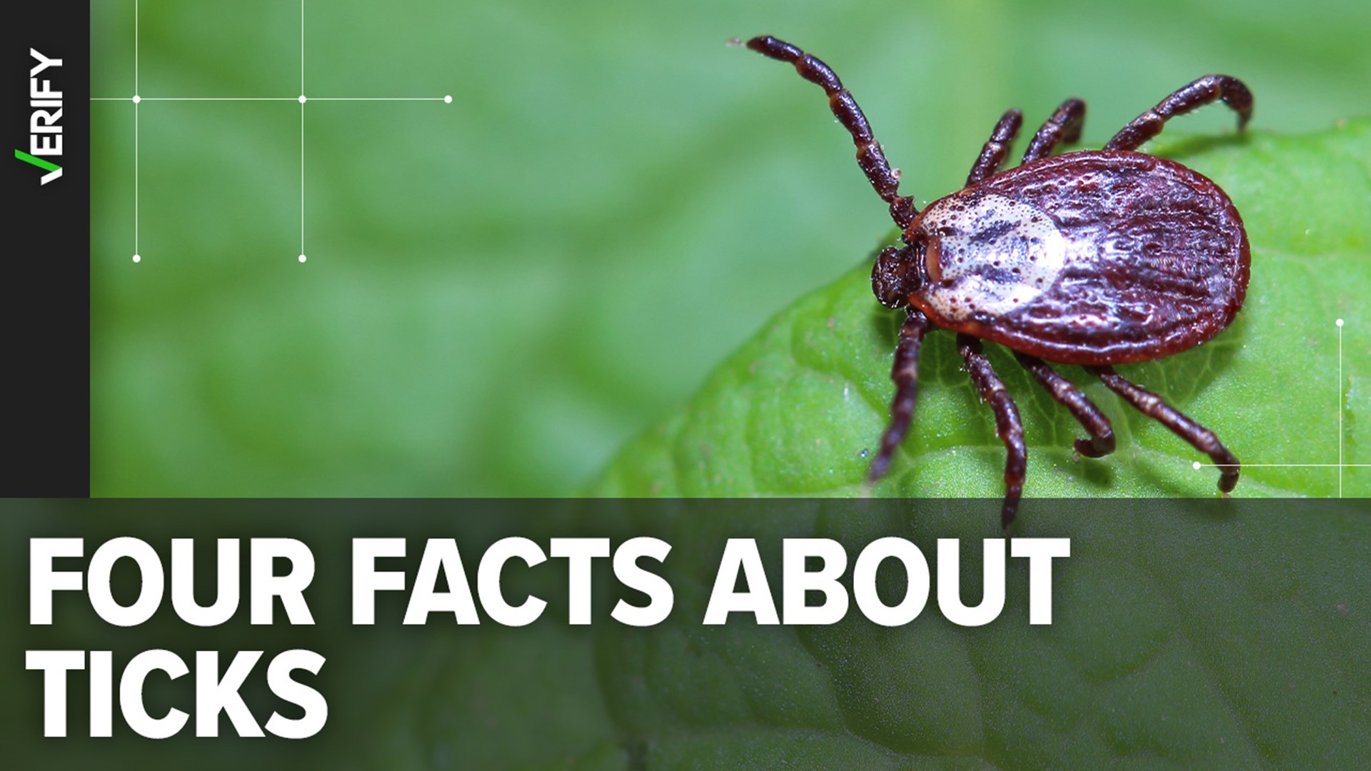 We VERIFY four facts about ticks and share tips on how to avoid getting a tick bite this summer.