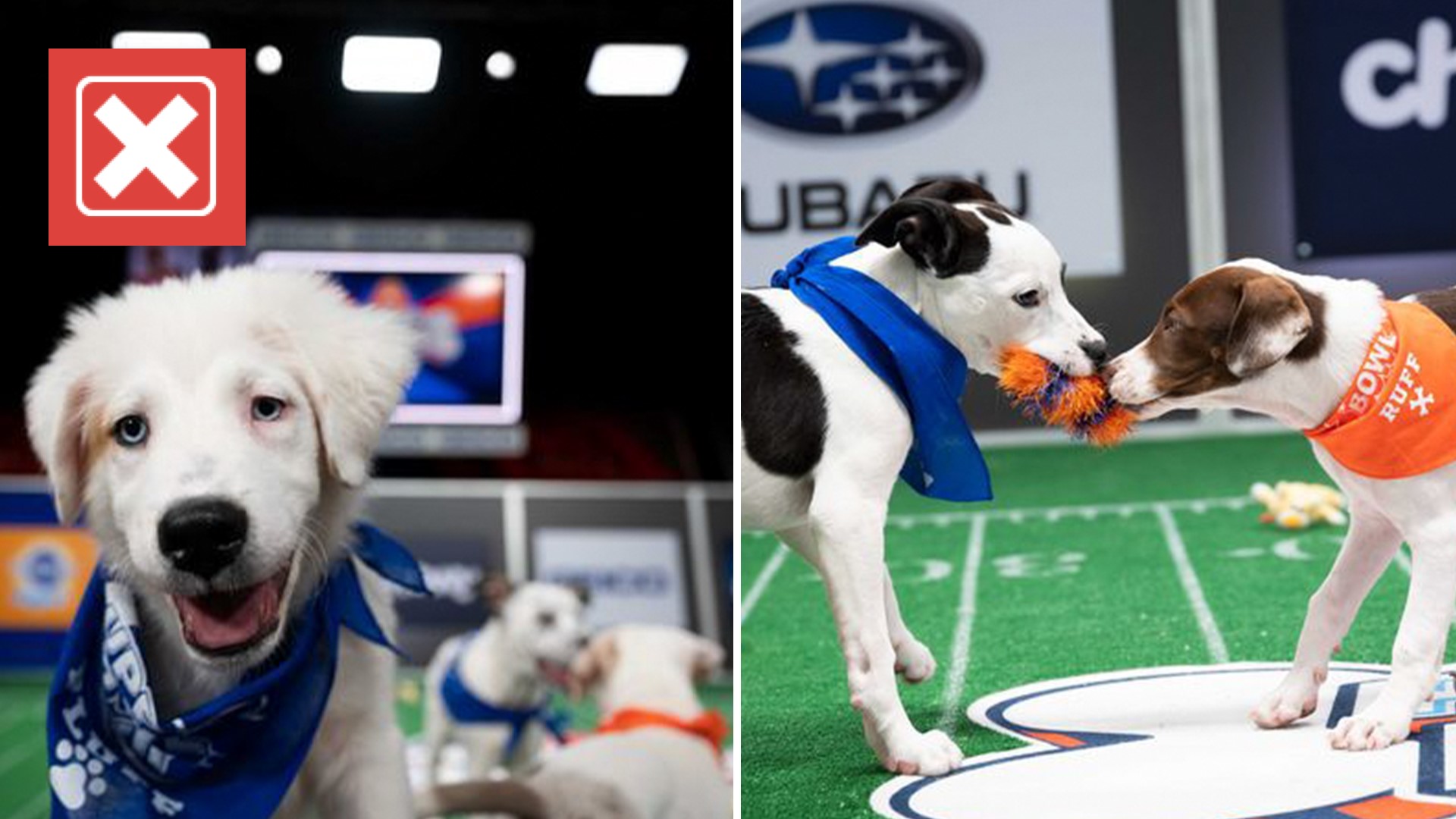 Puppy Bowl 2024 is not a live event like Super Bowl LVIII