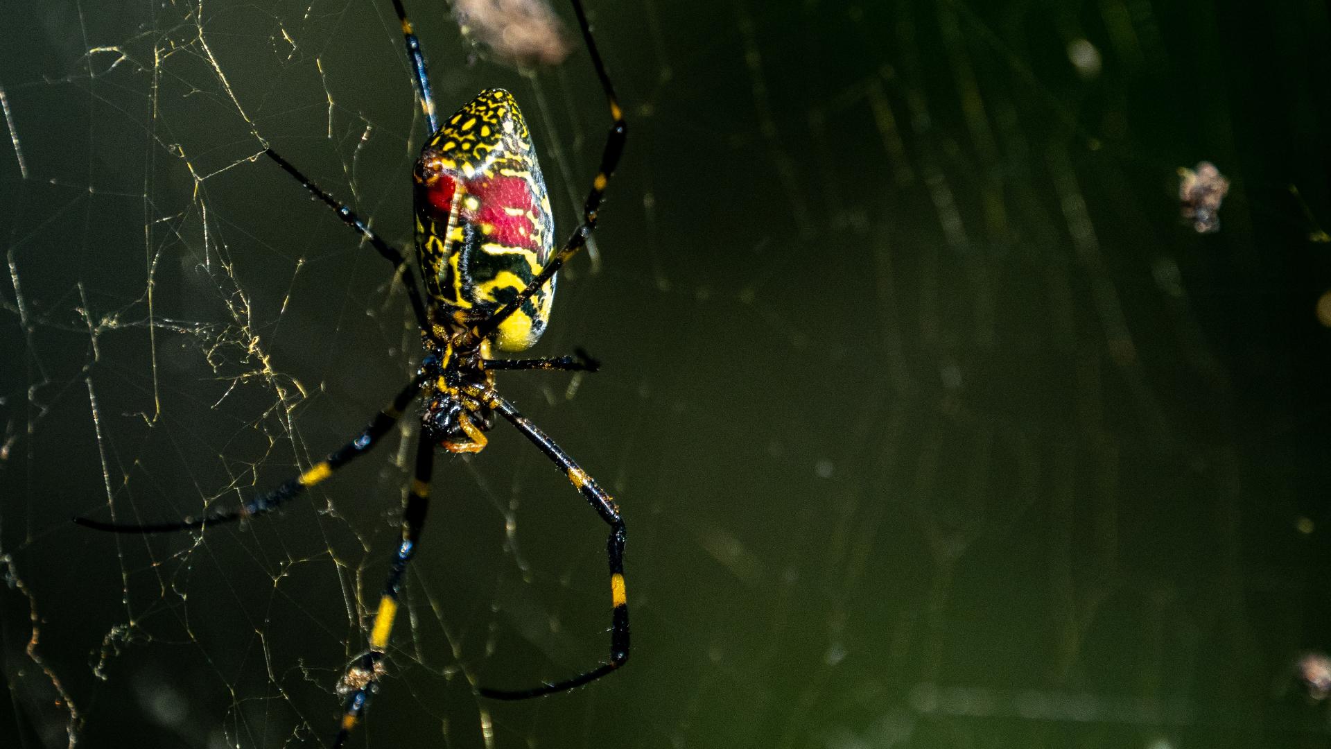 A spider from Asia has been spotted on the east coast and the striped species is moving north with help from humans.