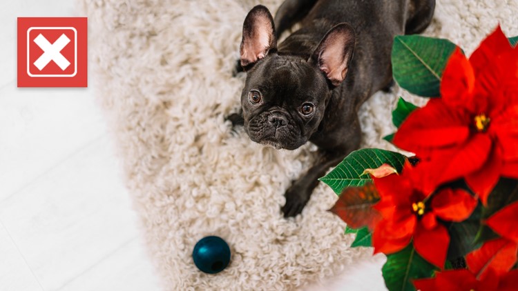 Poinsettias’ danger to pets has long been overblown