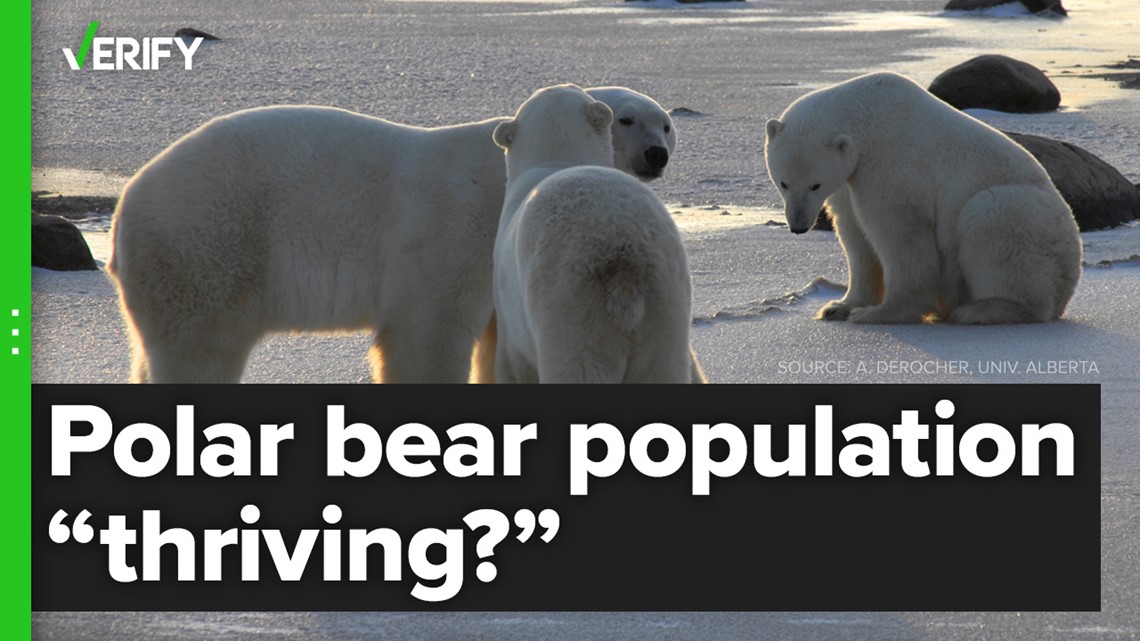 Misrepresented Data Used To Falsely Prove Polar Bears Thriving 6903