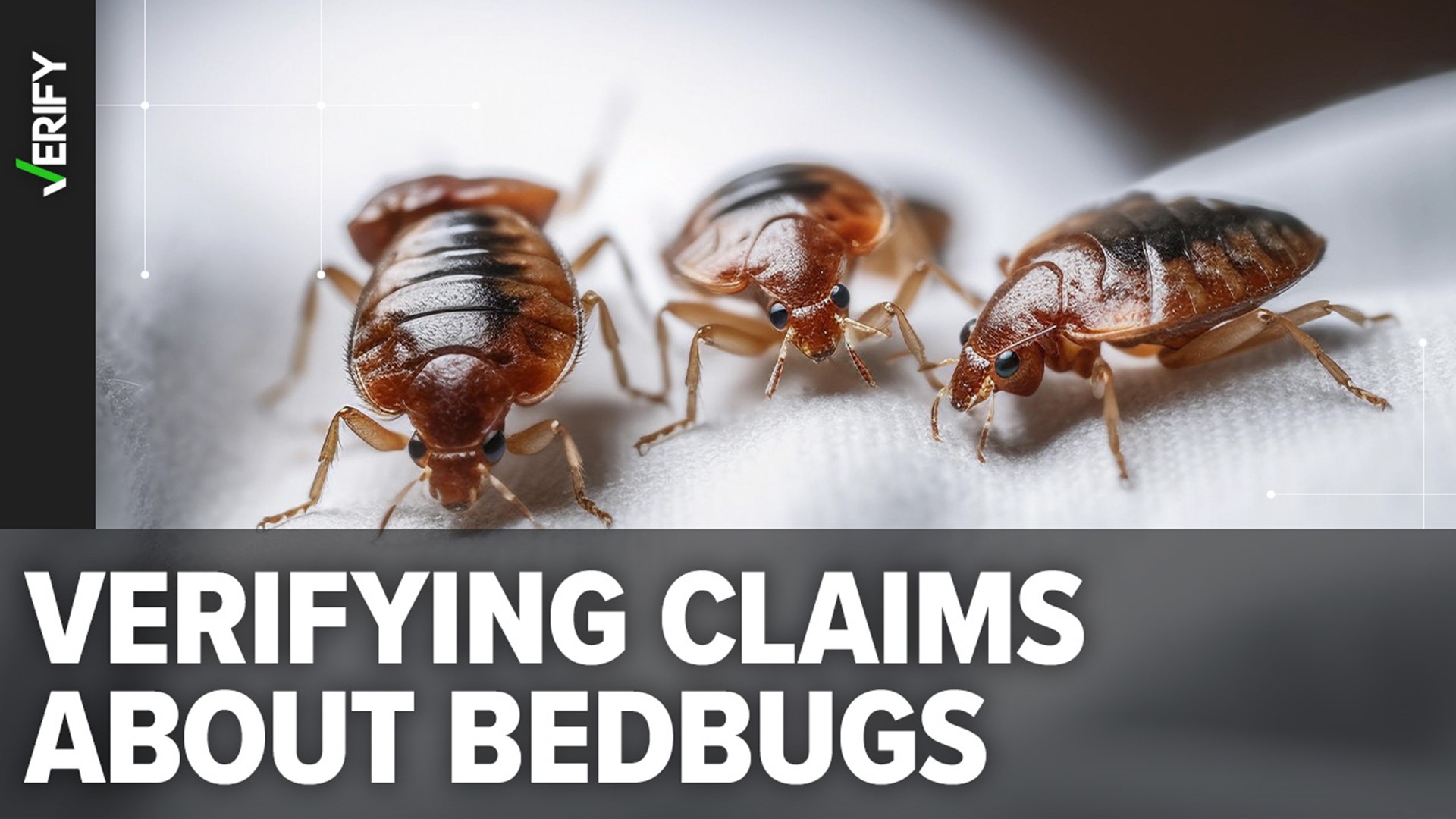 Bed Bug Exterminator In Columbus Ohio