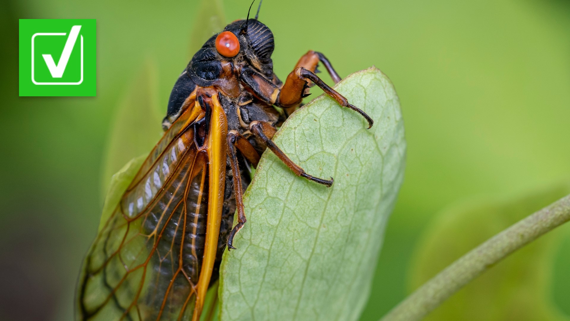 Bodiless ‘zombie cicadas’ infected with parasitic fungus are real