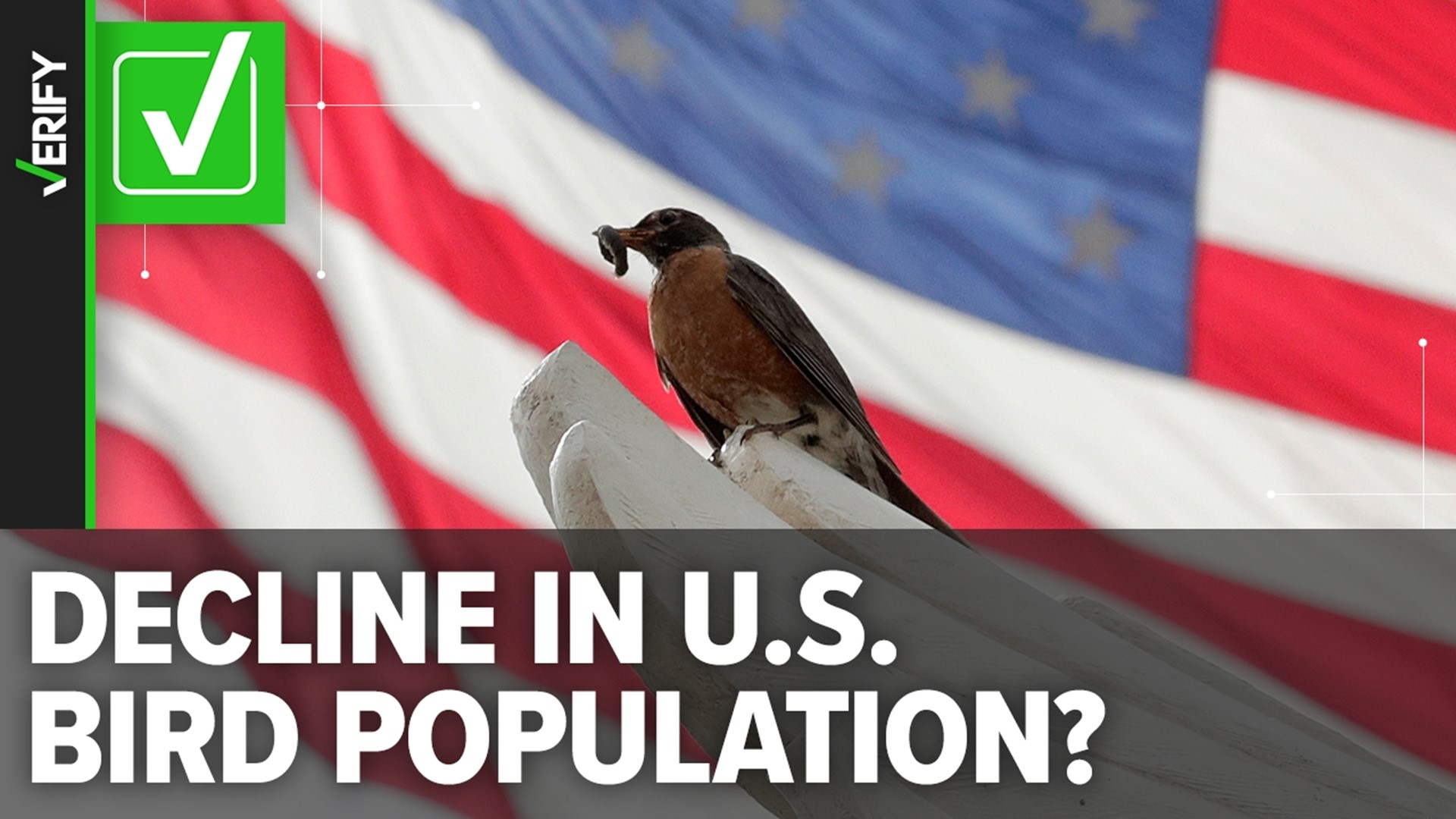 Surveys and studies have consistently found bird populations in North America are in decline. Human threats, like cats and chemicals, are largely responsible.