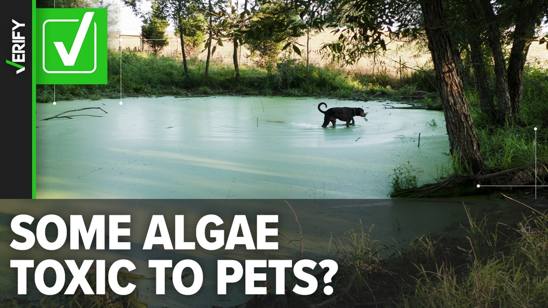 Here’s what blue-green algae looks like in lakes and other bodies of water, and what to know about the signs of toxicity in pets.