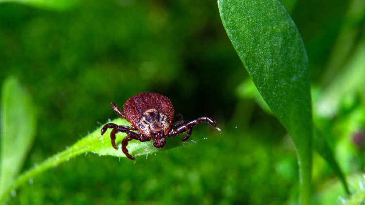 4 VERIFIED facts about ticks